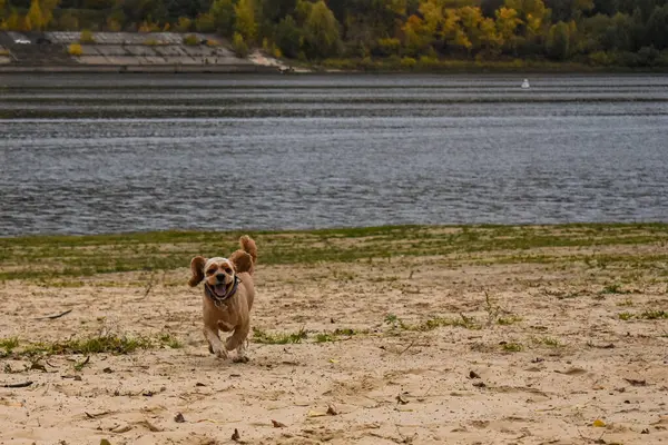 Hundpromenader Flodstranden — Stockfoto