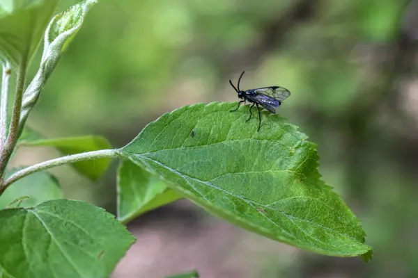Insectes Sur Une Branche Arbre Dans Forêt — Photo