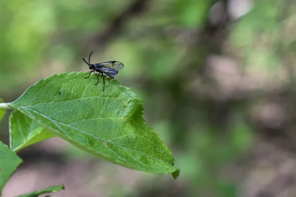 가지에 곤충들 — 스톡 사진