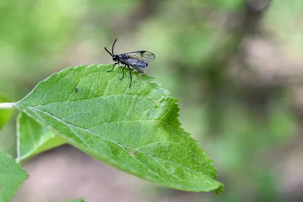 Insekten Auf Einem Ast Wald — Stockfoto