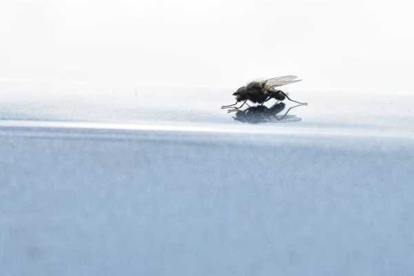 Lalat Kecil Pada Latar Belakang Cahaya — Stok Foto