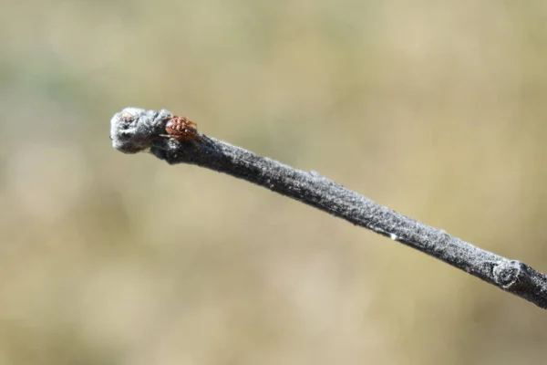 Little Spider Sits Branch — Stock Photo, Image