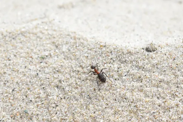 Mrówka Czołga Się Piasku — Zdjęcie stockowe