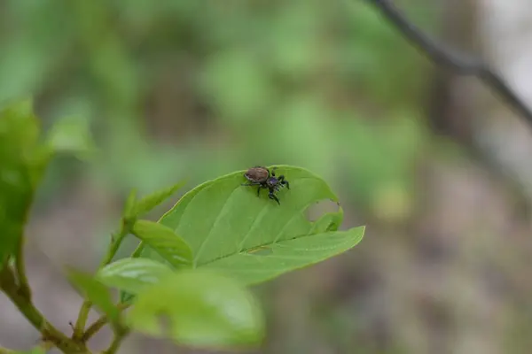 森の木の枝の虫は — ストック写真