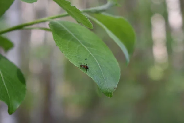 Insects Tree Branch Forest — Stock Photo, Image