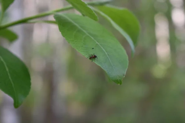 Ormandaki Bir Ağaç Dalındaki Böcekler — Stok fotoğraf