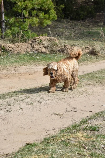 Cane Allegro Cammina Una Radura Foresta — Foto Stock