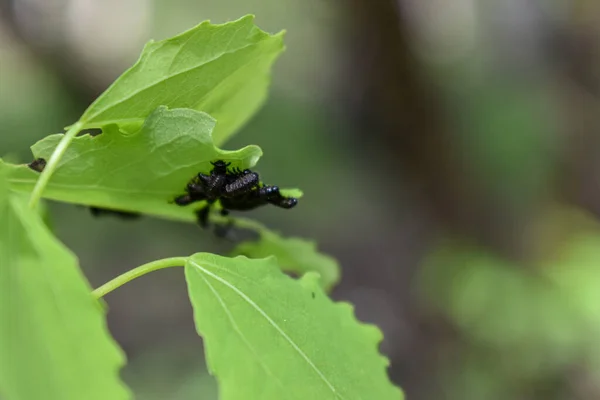 Ormandaki Bir Ağaç Dalındaki Böcekler — Stok fotoğraf