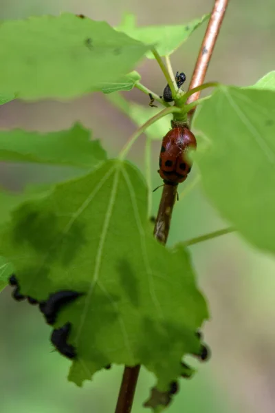 Insectes Sur Une Branche Arbre Dans Forêt — Photo