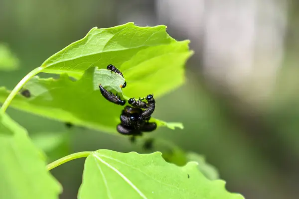 Insekten Auf Einem Ast Wald — Stockfoto