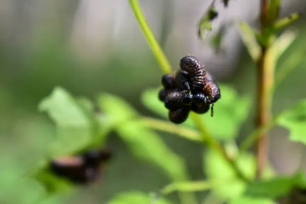 Insekten Auf Einem Ast Wald — Stockfoto