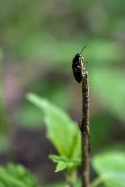 가지에 곤충들 — 스톡 사진