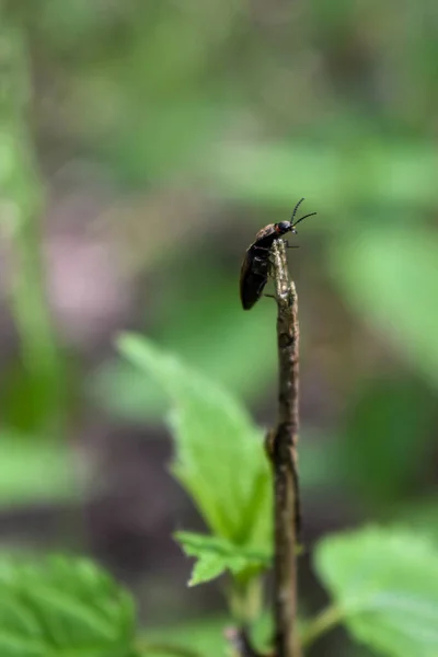 Insekten Auf Einem Ast Wald — Stockfoto