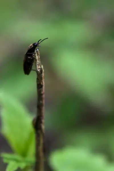 Insekten Auf Einem Ast Wald — Stockfoto