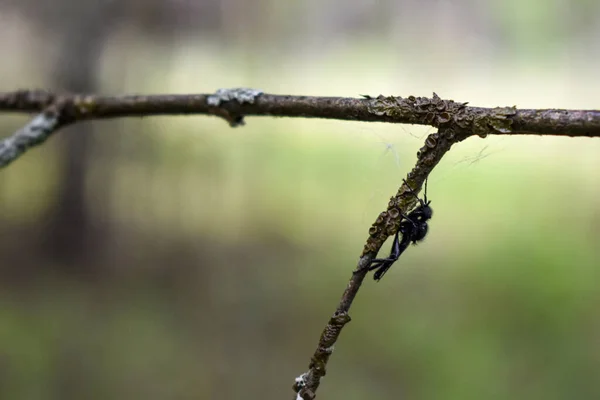 Insekten Auf Einem Ast Wald — Stockfoto