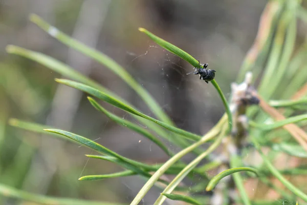 Insekten Auf Einem Ast Wald — Stockfoto