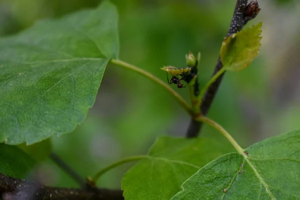 Insekter Trädgren Skogen — Stockfoto