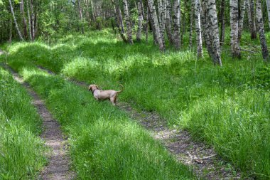 Köpek yaz ormanında yürüyor.