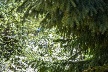 Bahçedeki kabarık yeşil ladin