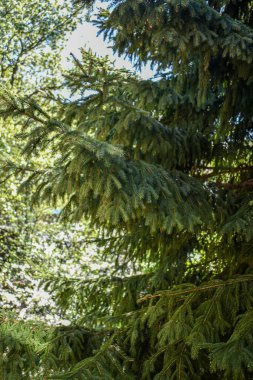 Bahçedeki kabarık yeşil ladin
