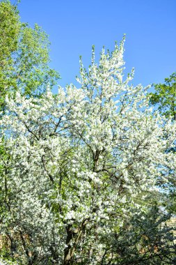 Ağaçlar baharda açar ve çiçek açar.