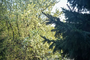 Ağaçlar baharda açar ve çiçek açar.