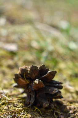 tümsek çimlerin üzerinde yatıyor.