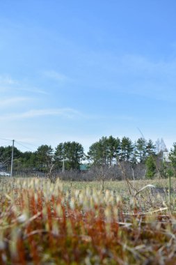Bir orman açıklığı üzerine ülke planı