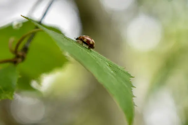 Insects Tree Branch Forest — Stock Photo, Image