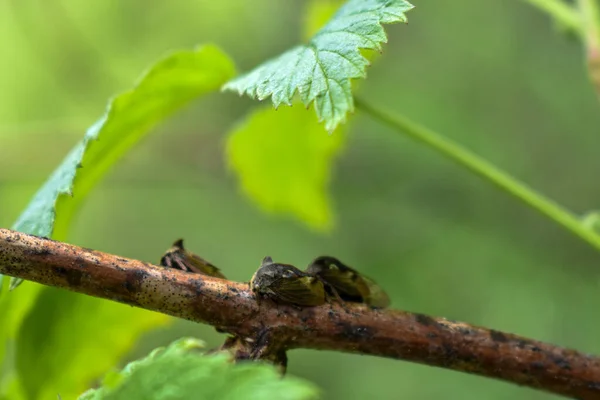 Insekten Auf Einem Ast Wald — Stockfoto