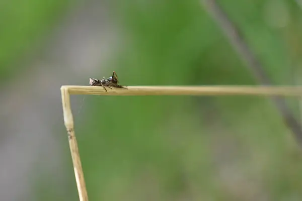 Insekten Auf Einem Ast Wald — Stockfoto