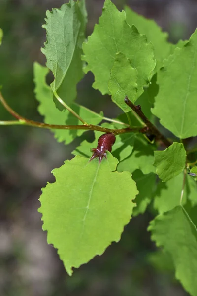 Insekten Auf Einem Ast Wald — Stockfoto