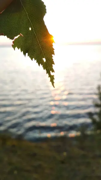 여름의 볼가강의 — 스톡 사진