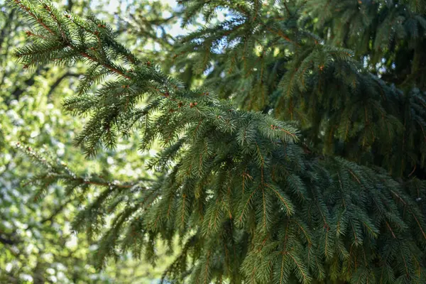Fluffy Green Spruce Garden — Stock Photo, Image