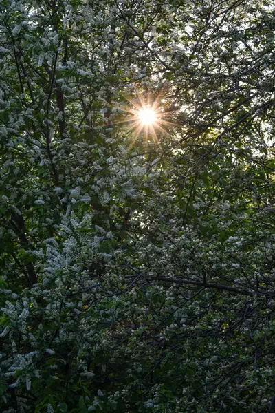 Bäume Blühen Und Blühen Frühling — Stockfoto