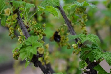 Bahçedeki kuşüzümü çalıları