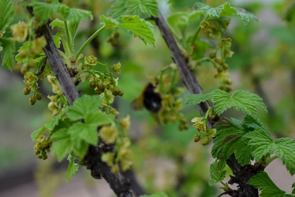 Bahçedeki kuşüzümü çalıları