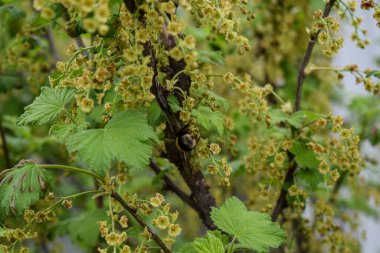 Bahçedeki kuşüzümü çalıları
