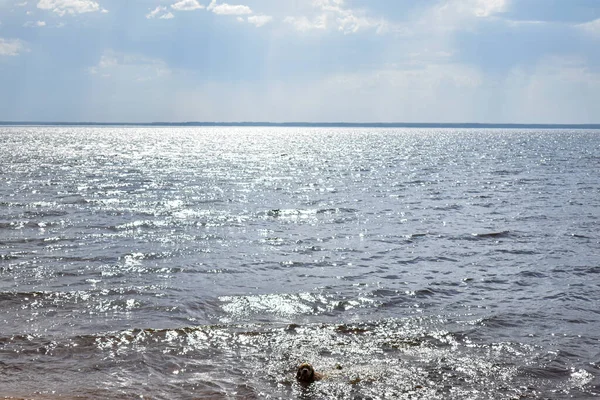 ヴォルガ川での犬の泳ぎ — ストック写真
