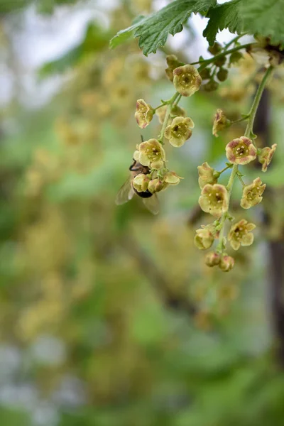 庭のスグリの茂みは — ストック写真