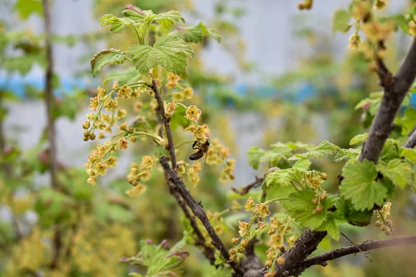 庭のスグリの茂みは — ストック写真