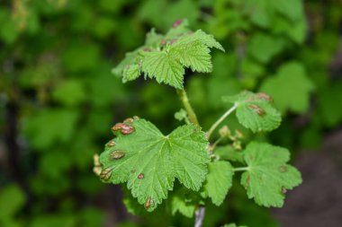 Bahçedeki kuşüzümü çalıları
