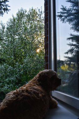 Gün batımında köpek pencereden dışarı bakar.