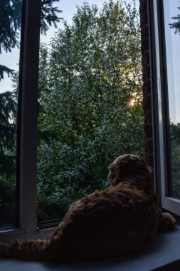 Gün batımında köpek pencereden dışarı bakar.