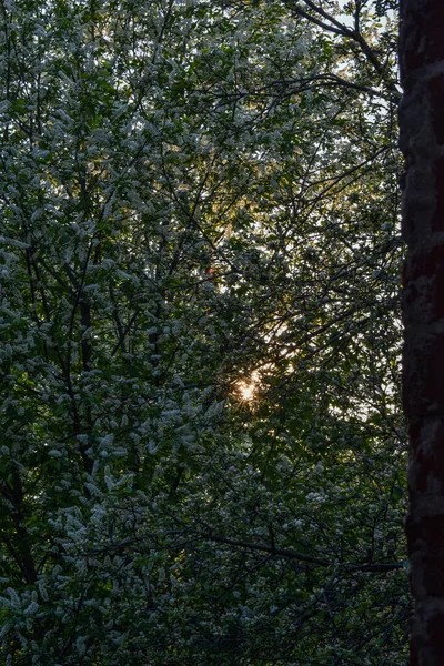 灿烂的夕阳西下 — 图库照片