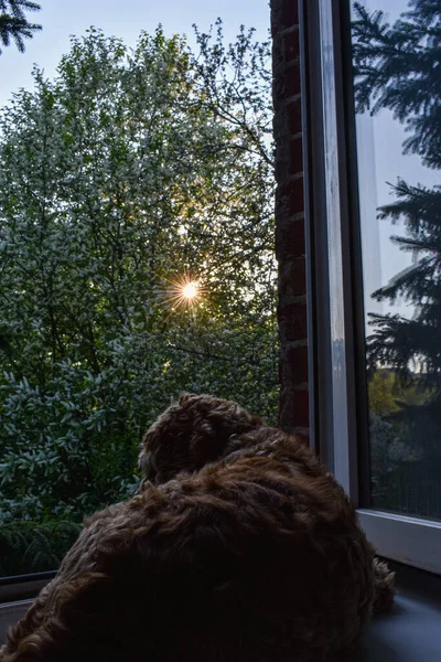 Hond Kijkt Uit Het Raam Bij Zonsondergang — Stockfoto