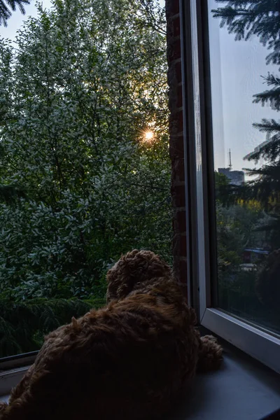 Chien Regarde Par Fenêtre Coucher Soleil — Photo