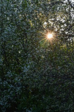 Çiçek açan bahçede parlak gün batımı