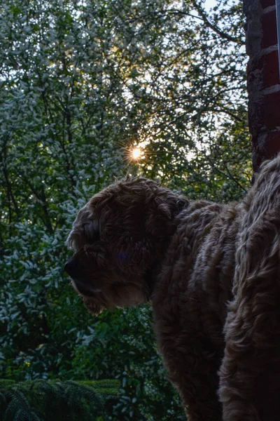 Pies Patrzy Przez Okno Zachodzie Słońca — Zdjęcie stockowe