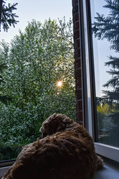 Dog looks out the window at sunset